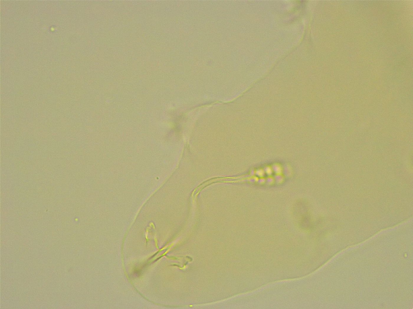 Diphascon chilenense image