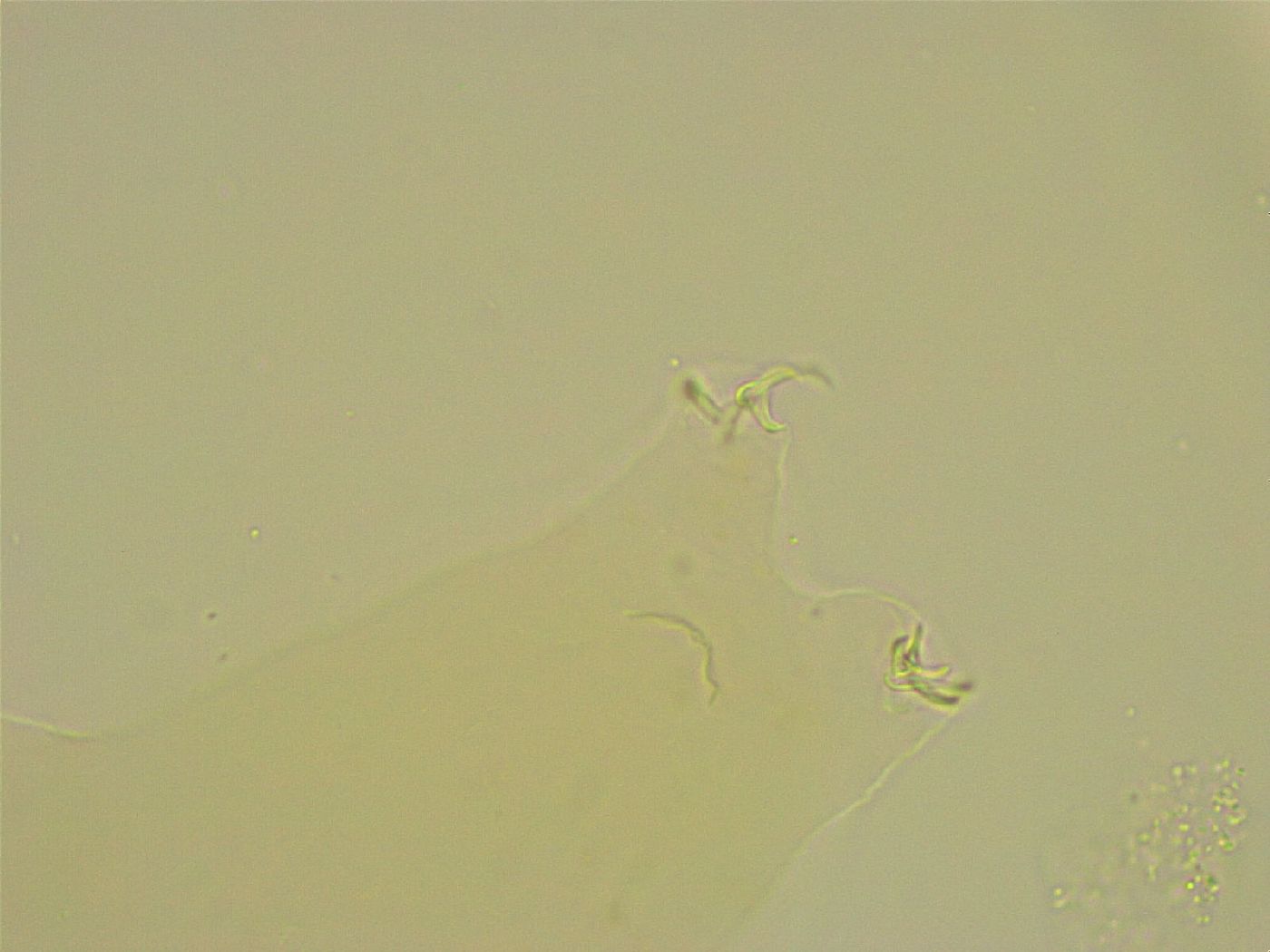 Diphascon chilenense image