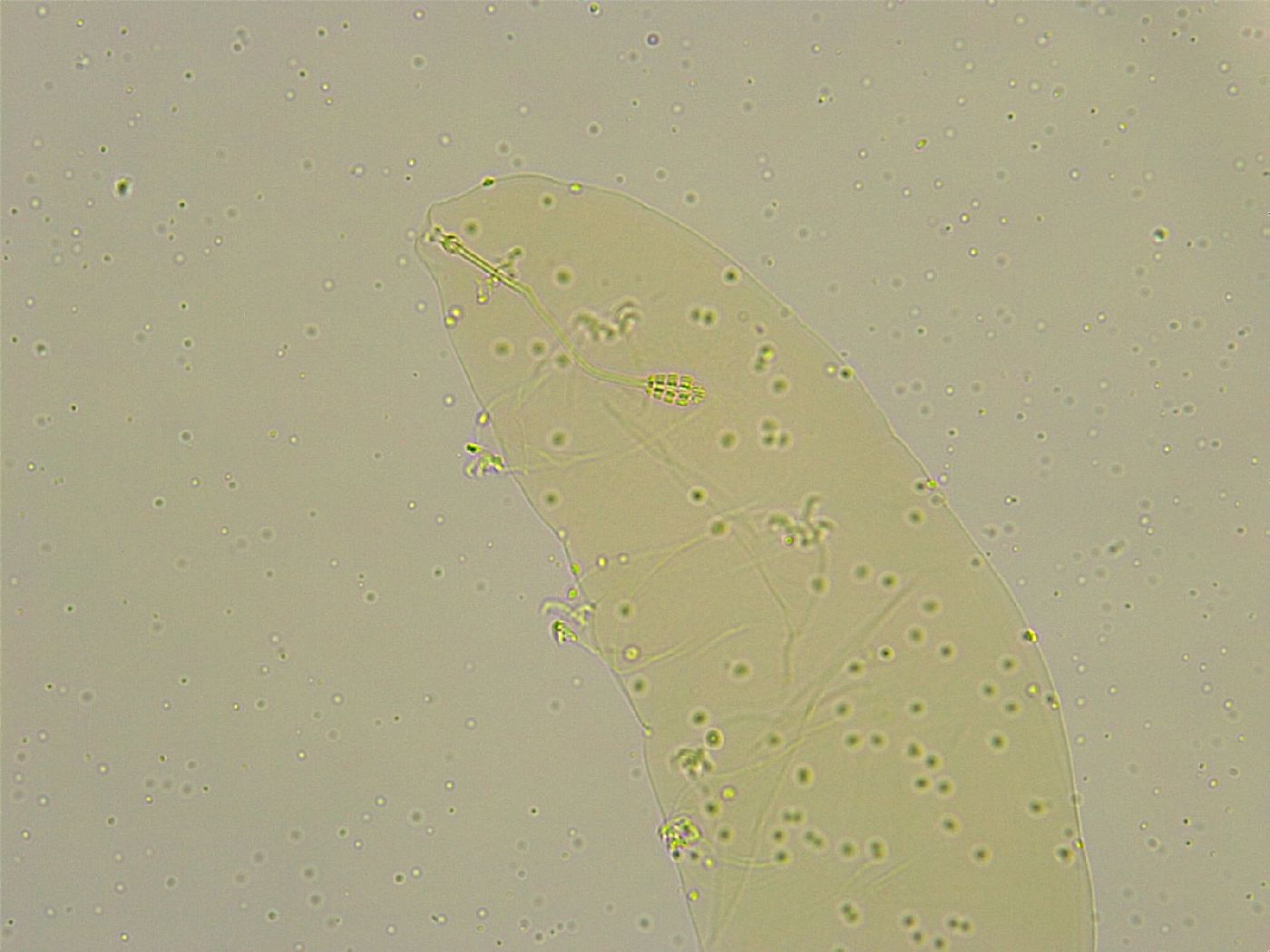 Diphascon chilenense image