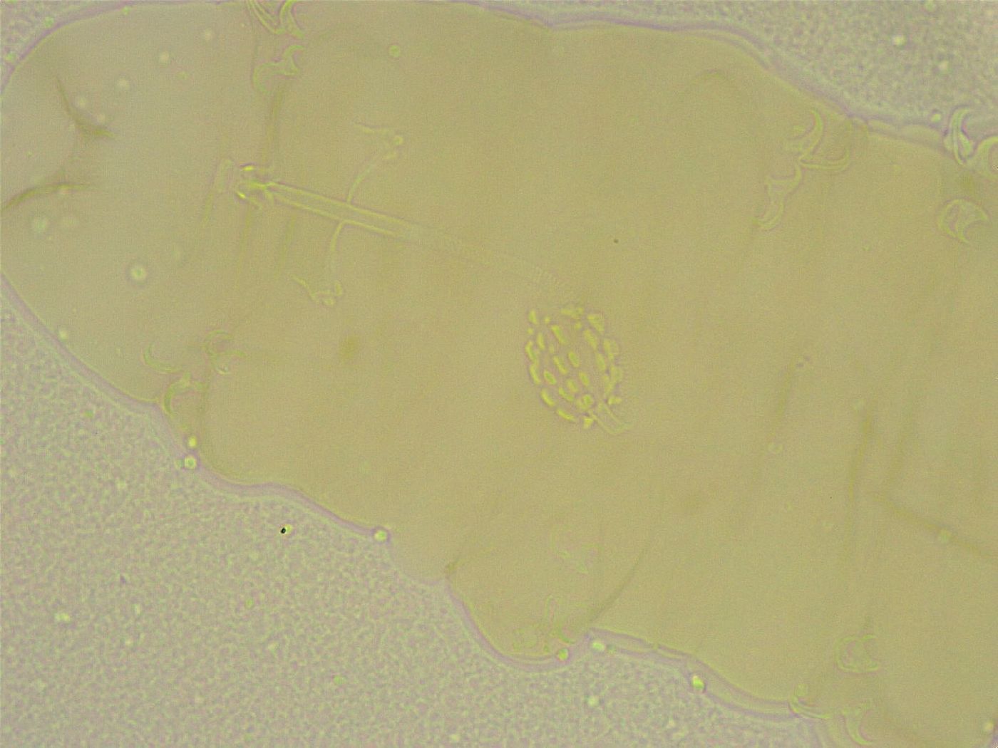 Diphascon chilenense image