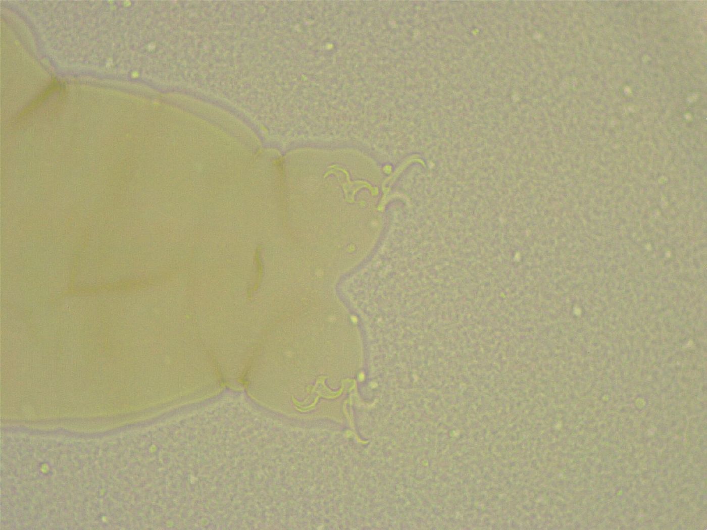 Diphascon chilenense image