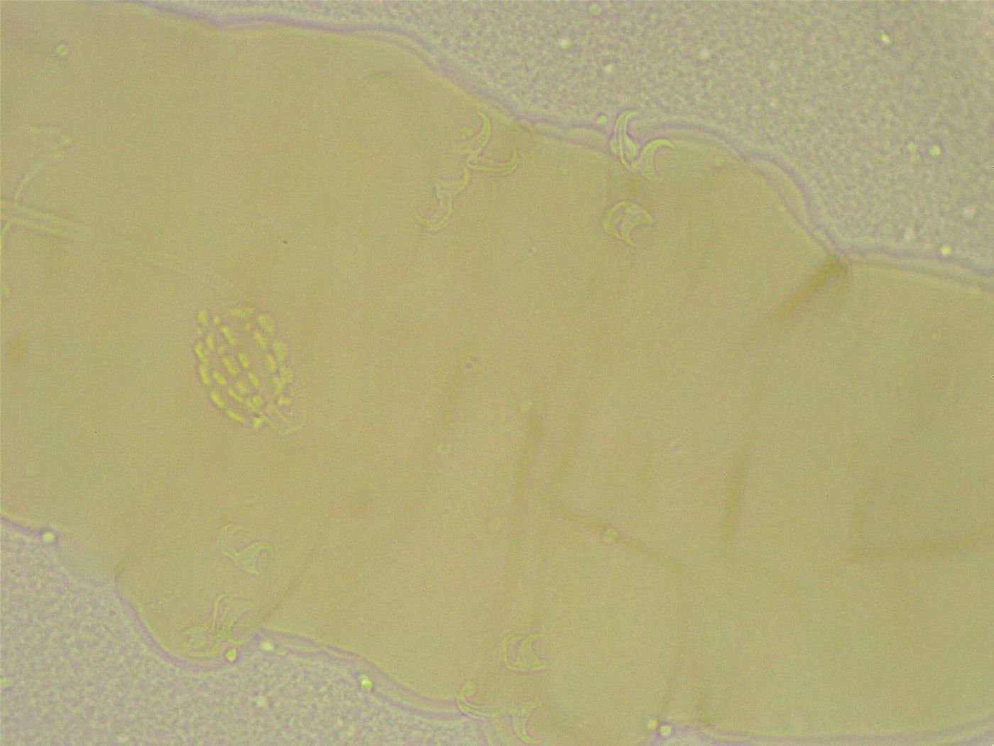 Diphascon chilenense image