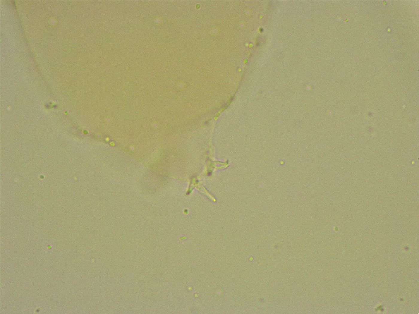 Diphascon chilenense image
