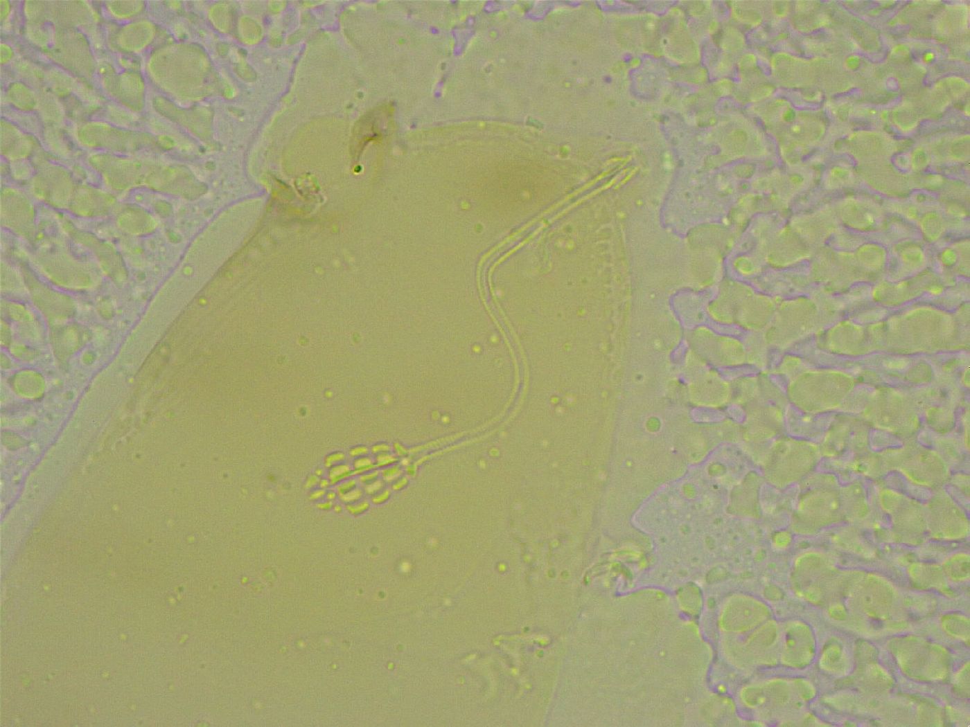 Diphascon chilenense image