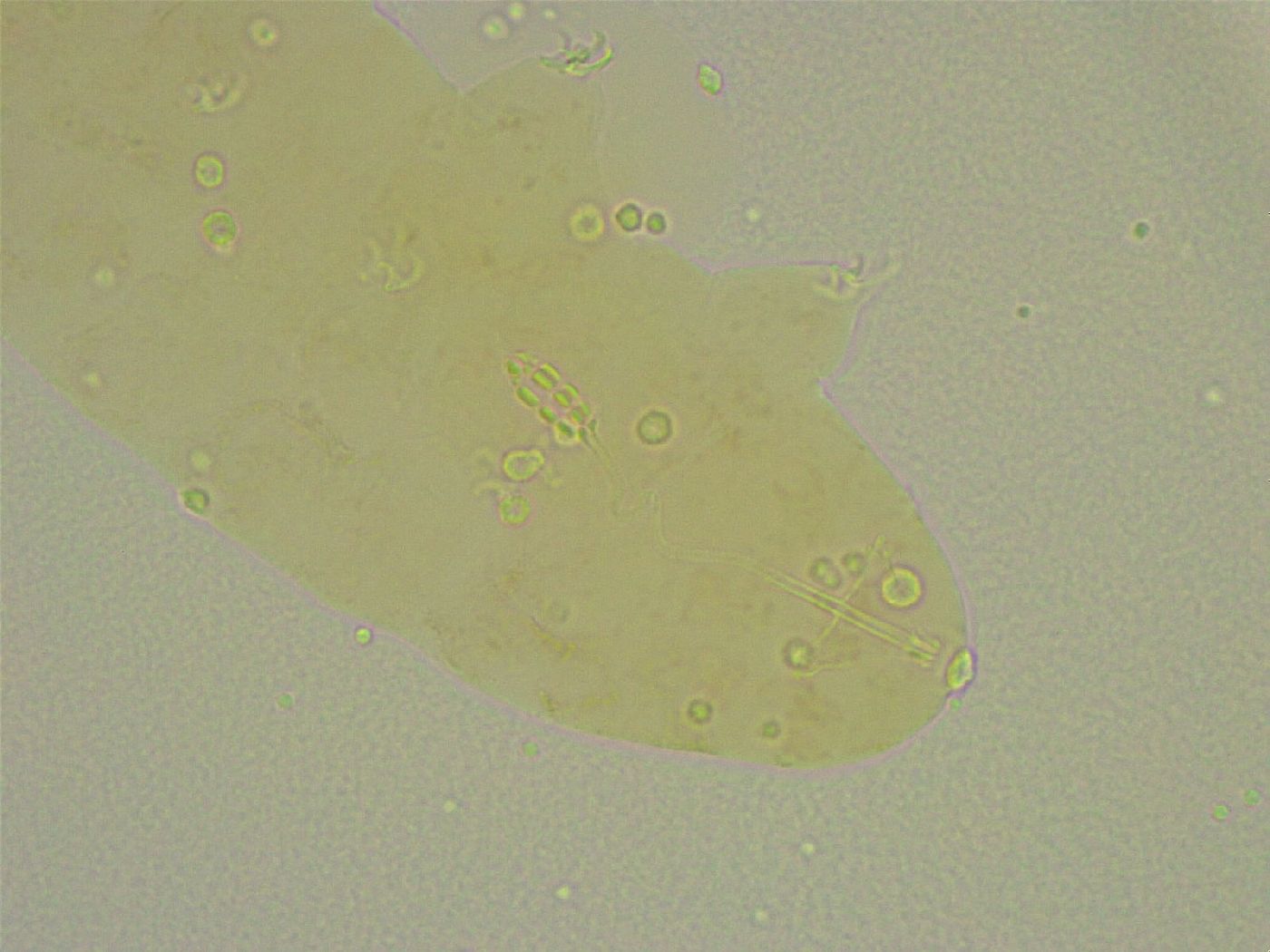 Diphascon chilenense image