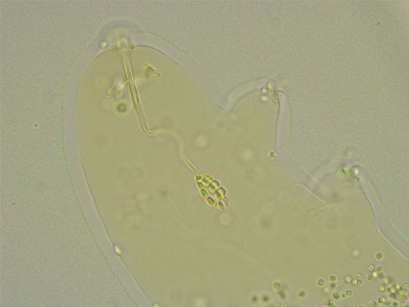 Diphascon chilenense image