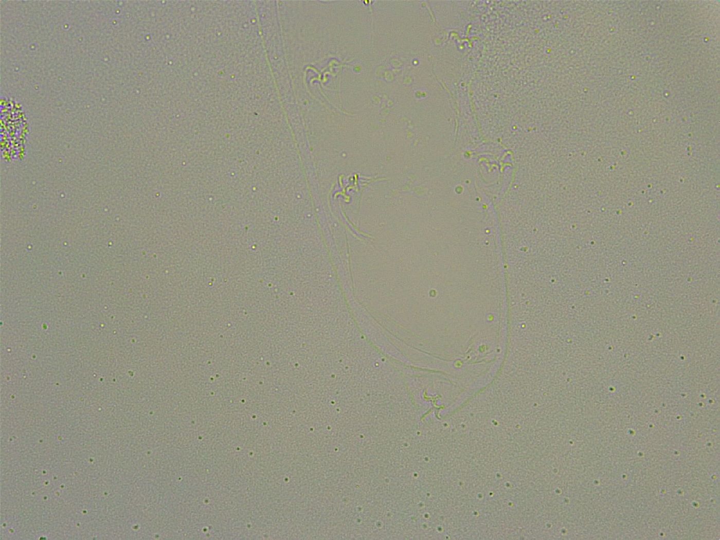 Diphascon chilenense image