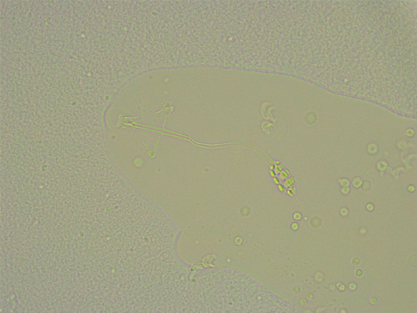 Diphascon chilenense image