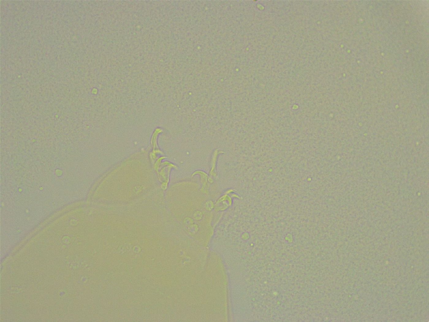 Hebesuncus conjungens image