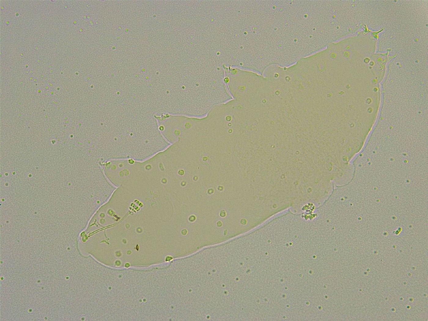 Hebesuncus conjungens image