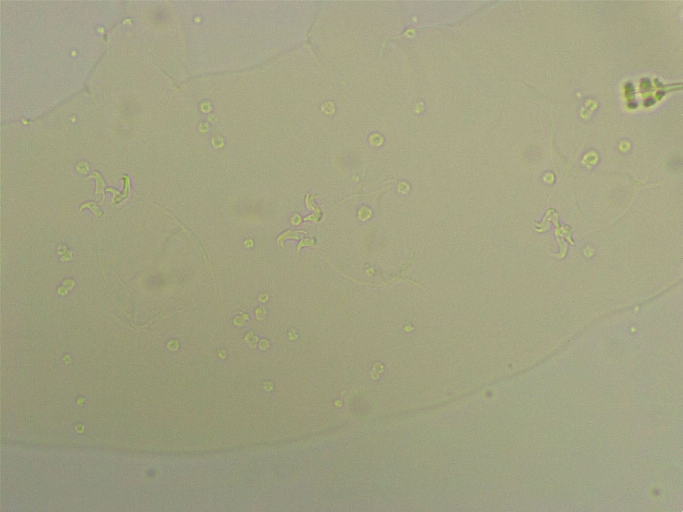 Hebesuncus conjungens image