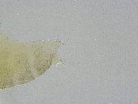 Ramazzottius oberhaeuseri image