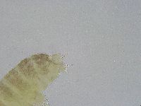 Ramazzottius oberhaeuseri image