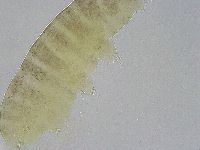 Ramazzottius oberhaeuseri image