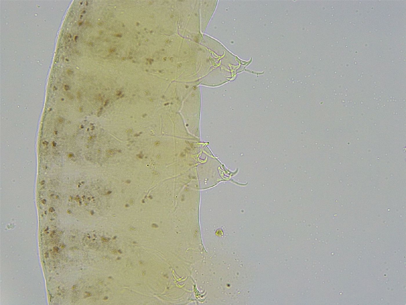 Ramazzottius oberhaeuseri image