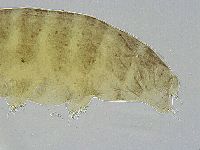 Ramazzottius oberhaeuseri image