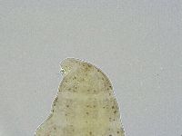 Ramazzottius oberhaeuseri image