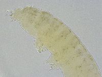 Ramazzottius oberhaeuseri image