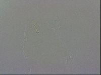Ramazzottius oberhaeuseri image