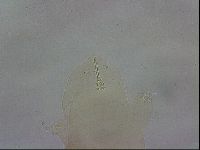 Ramazzottius oberhaeuseri image