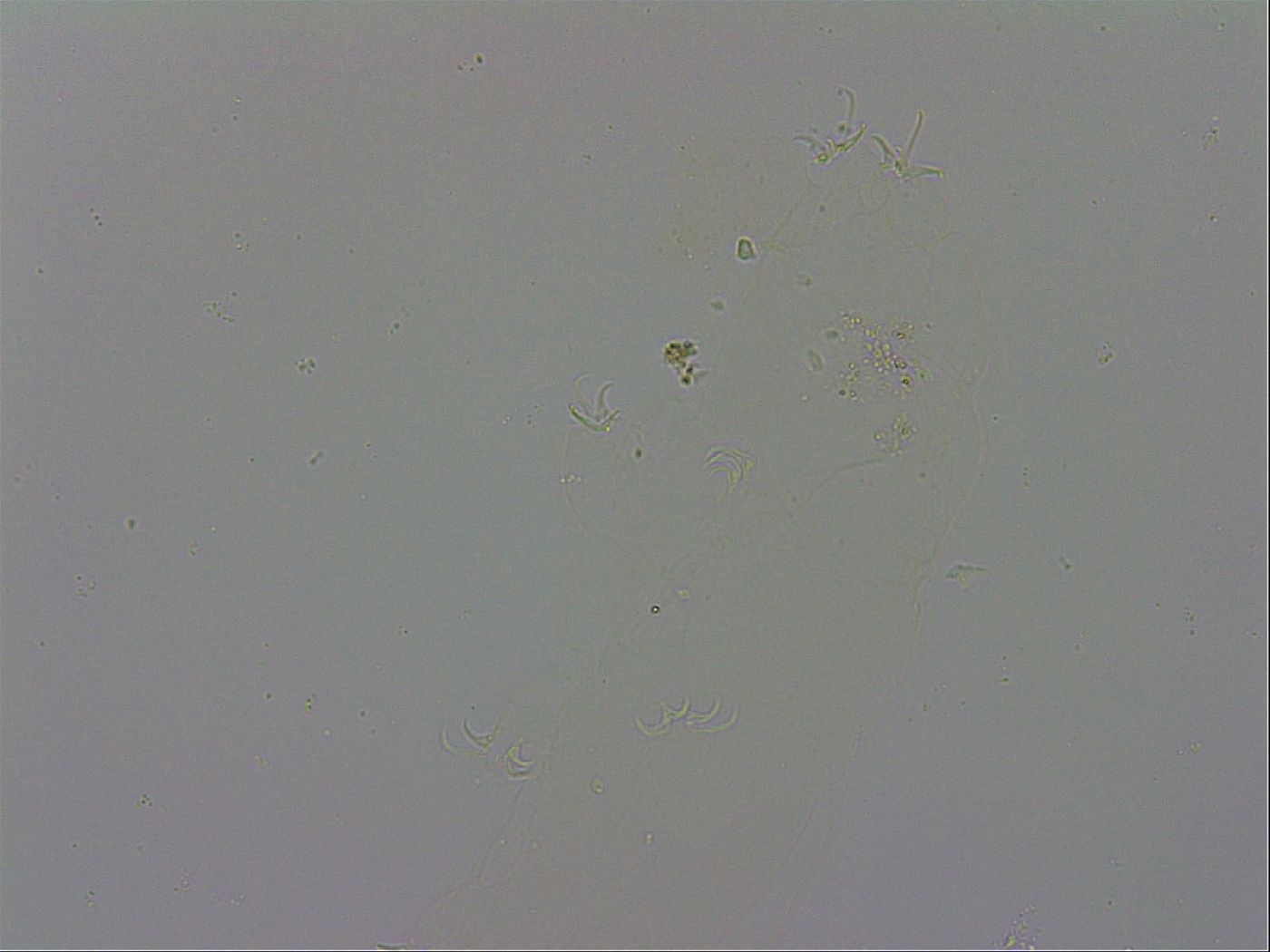 Hypsibius dujardini image
