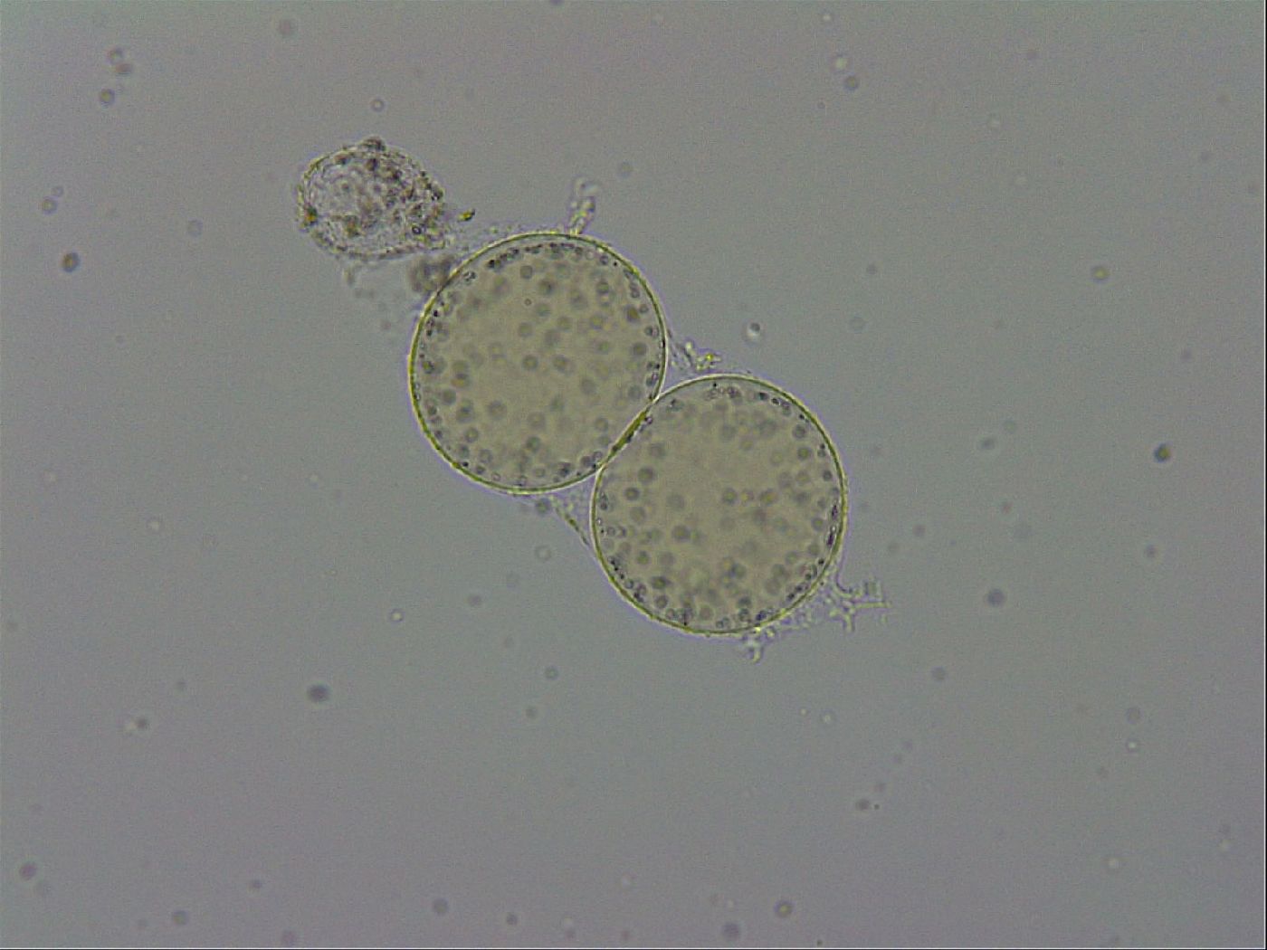 Hypsibius convergens image
