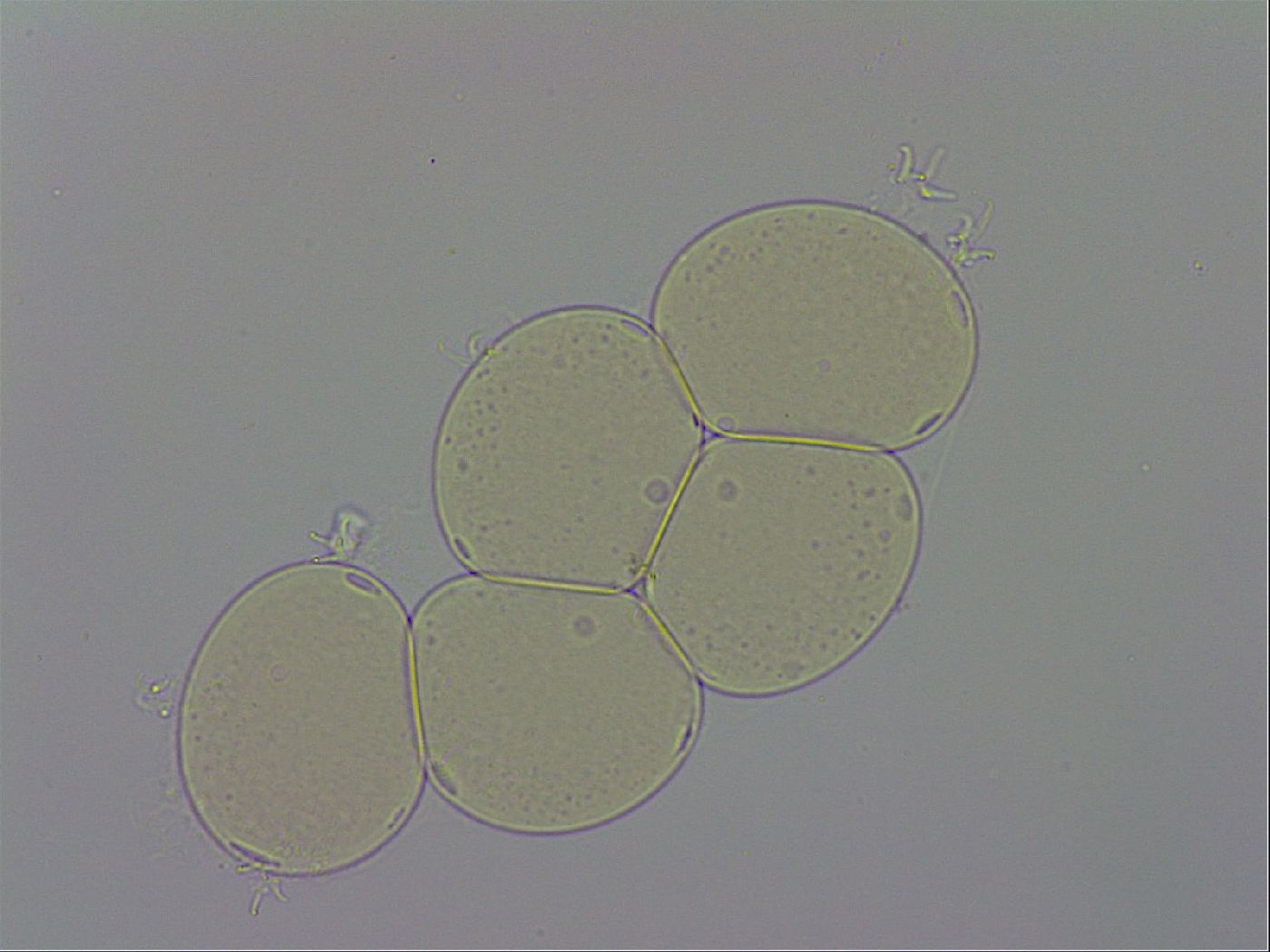 Hypsibius dujardini image
