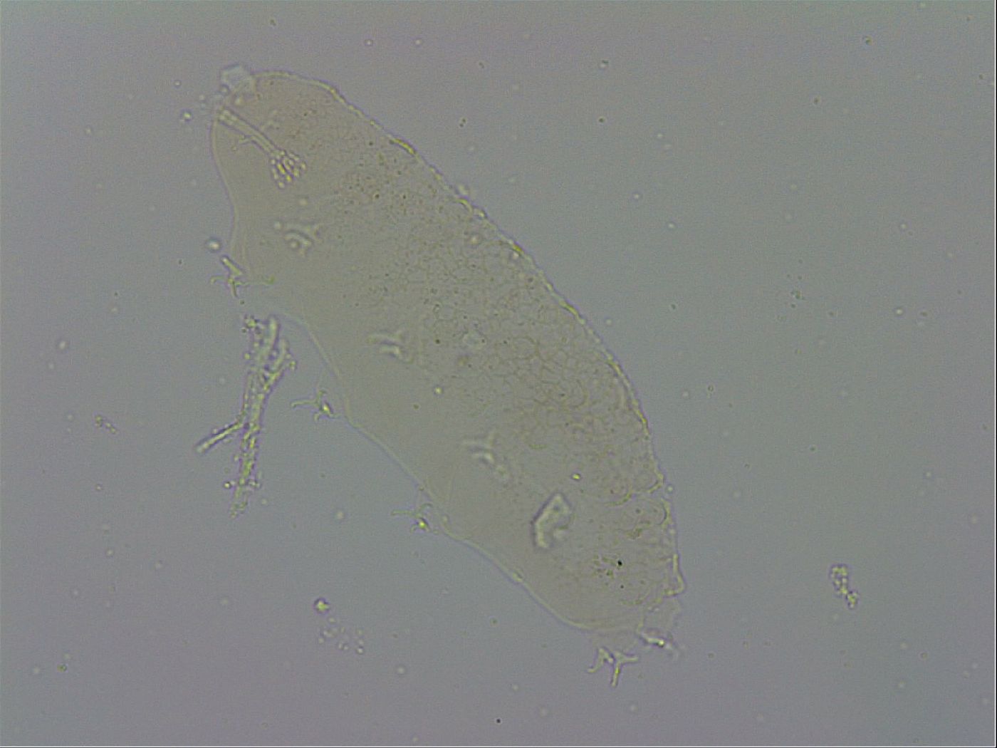 Isohypsibius sattleri image
