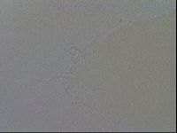 Ramazzottius oberhaeuseri image