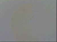Ramazzottius oberhaeuseri image