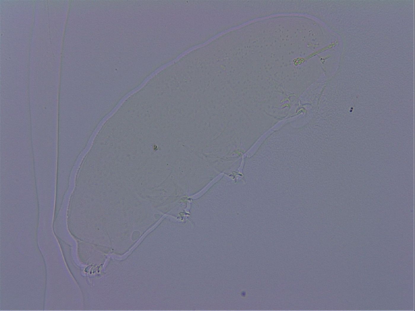 Ramazzottius oberhaeuseri image