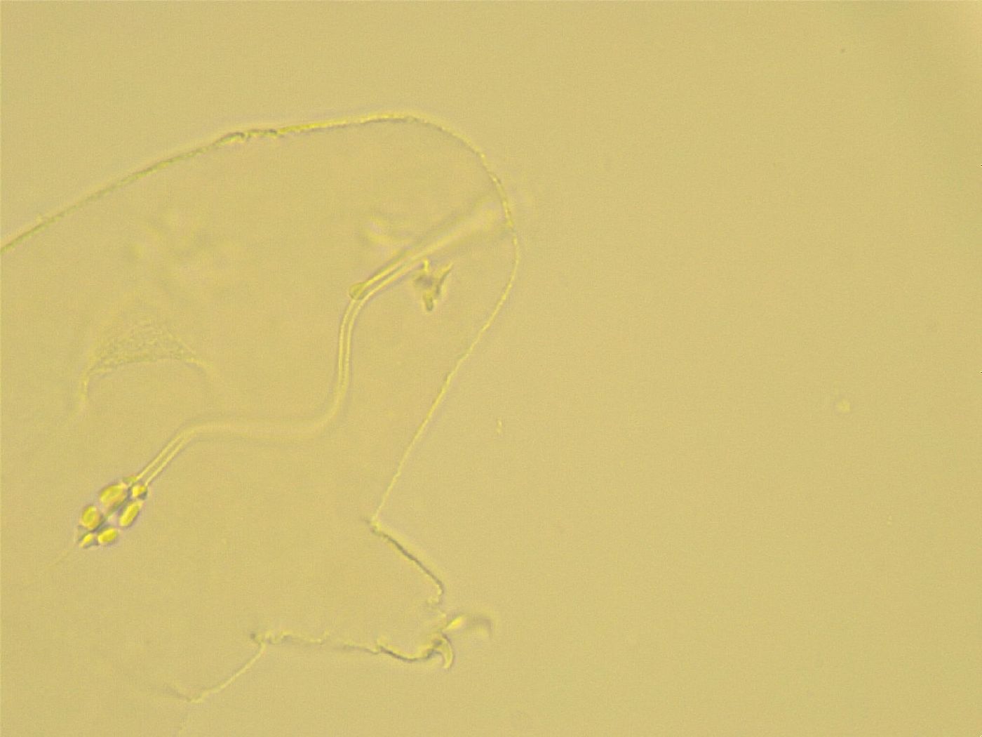 Pilatobius oculatus image