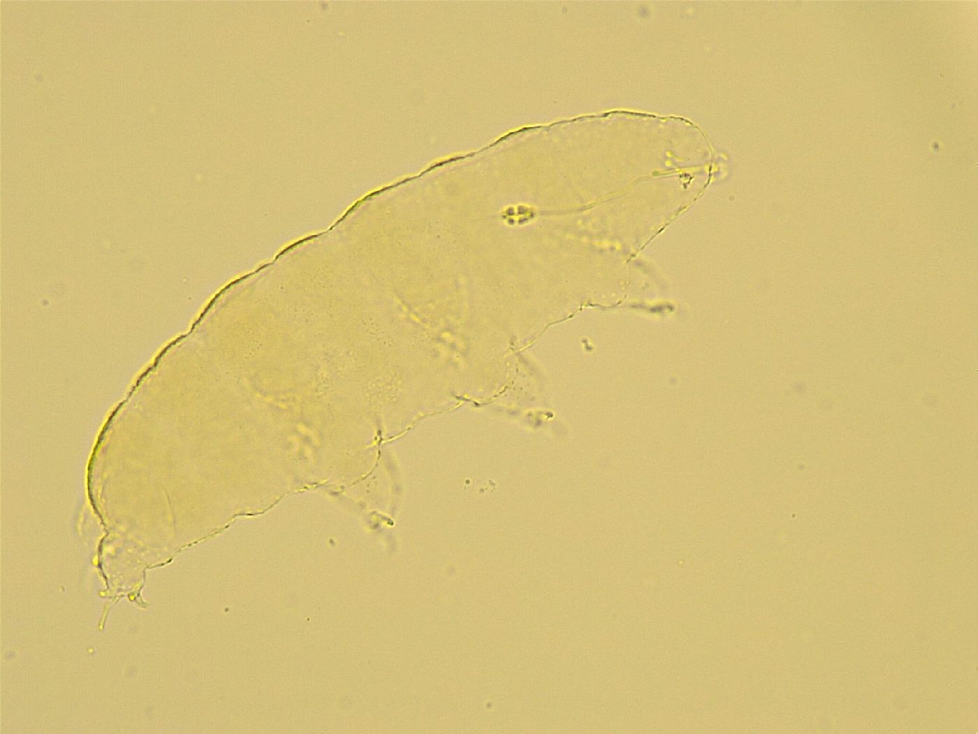 Pilatobius oculatus alpinus image