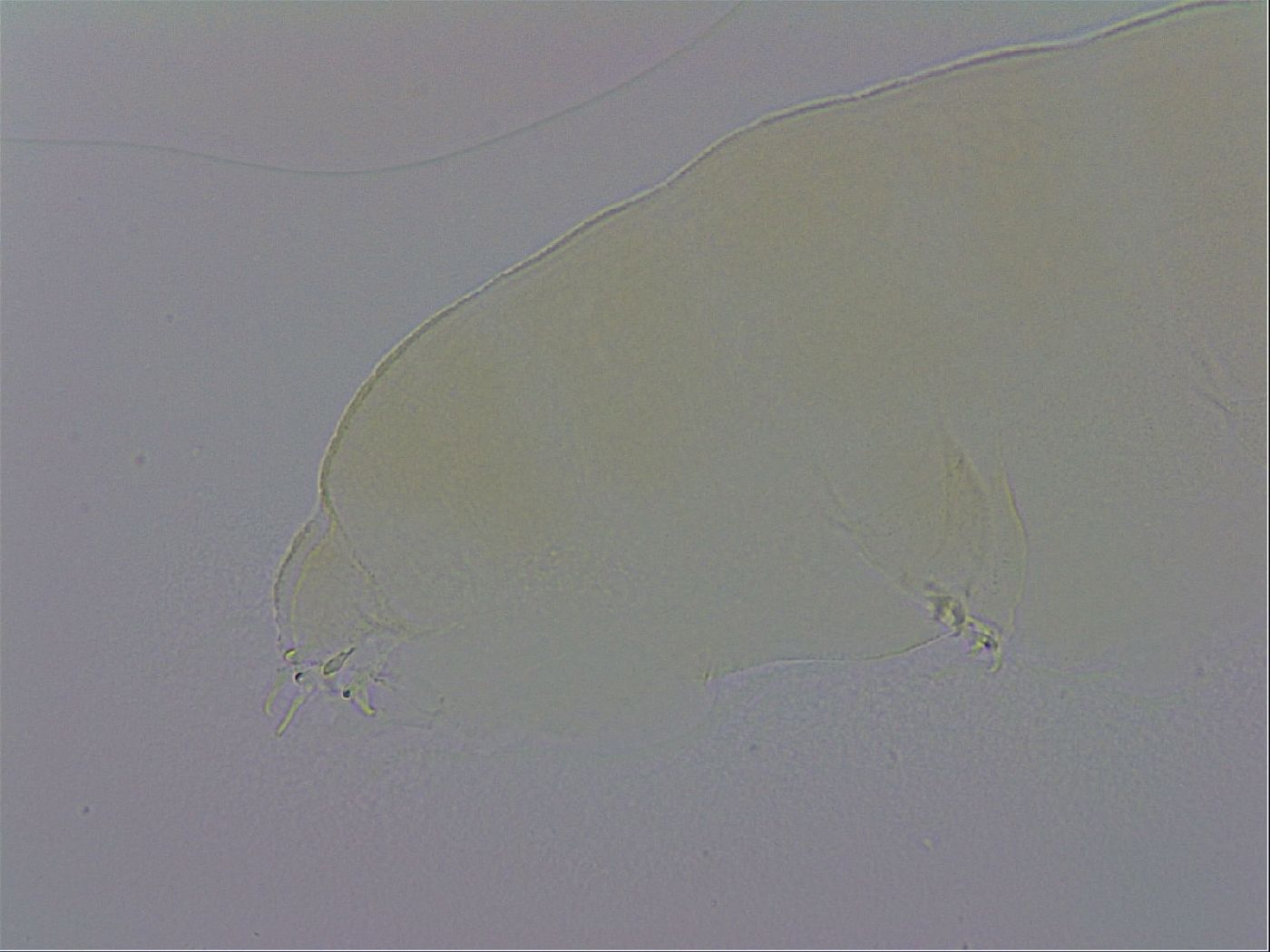 Pilatobius oculatus image