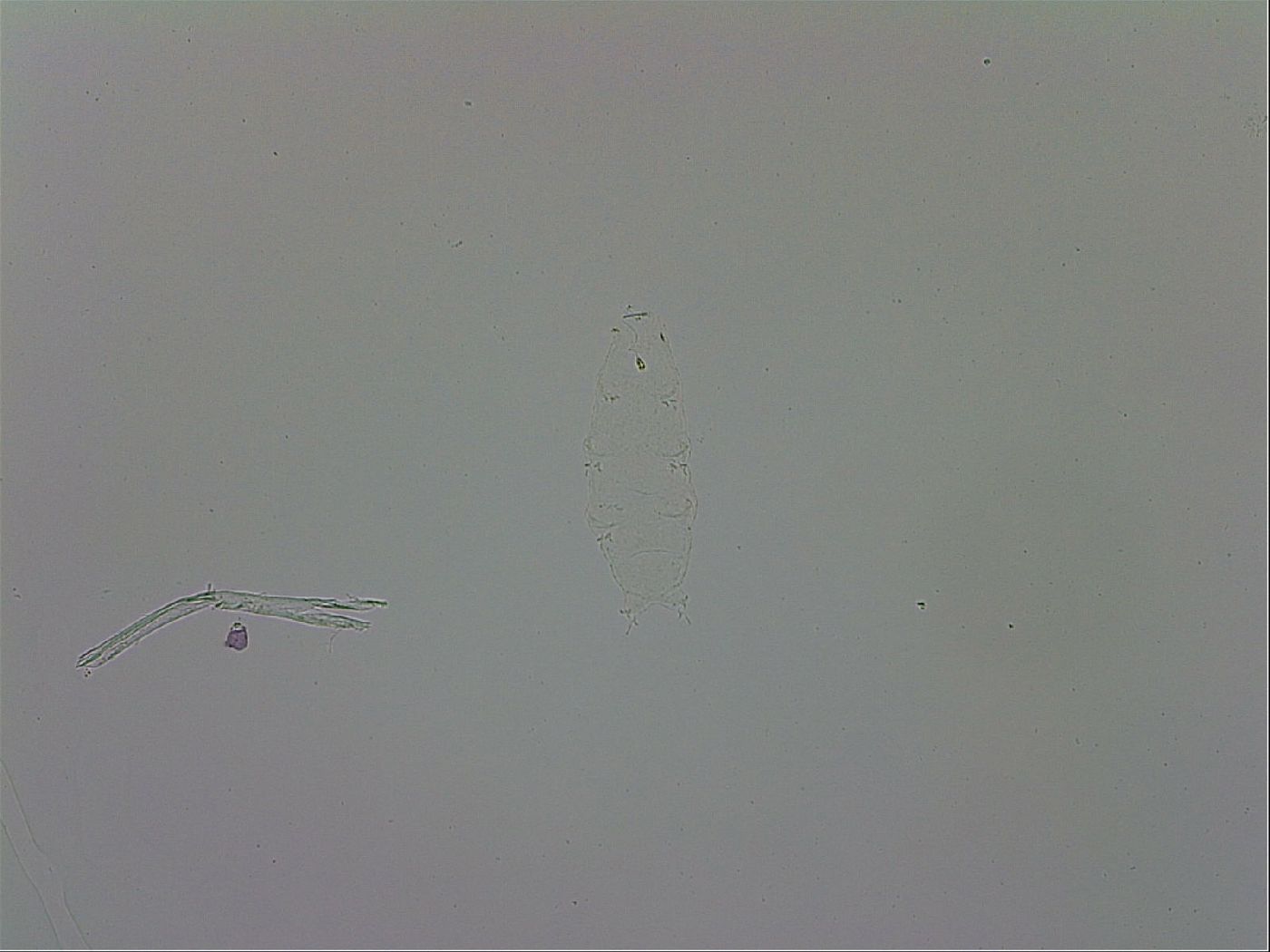 Pilatobius oculatus alpinus image