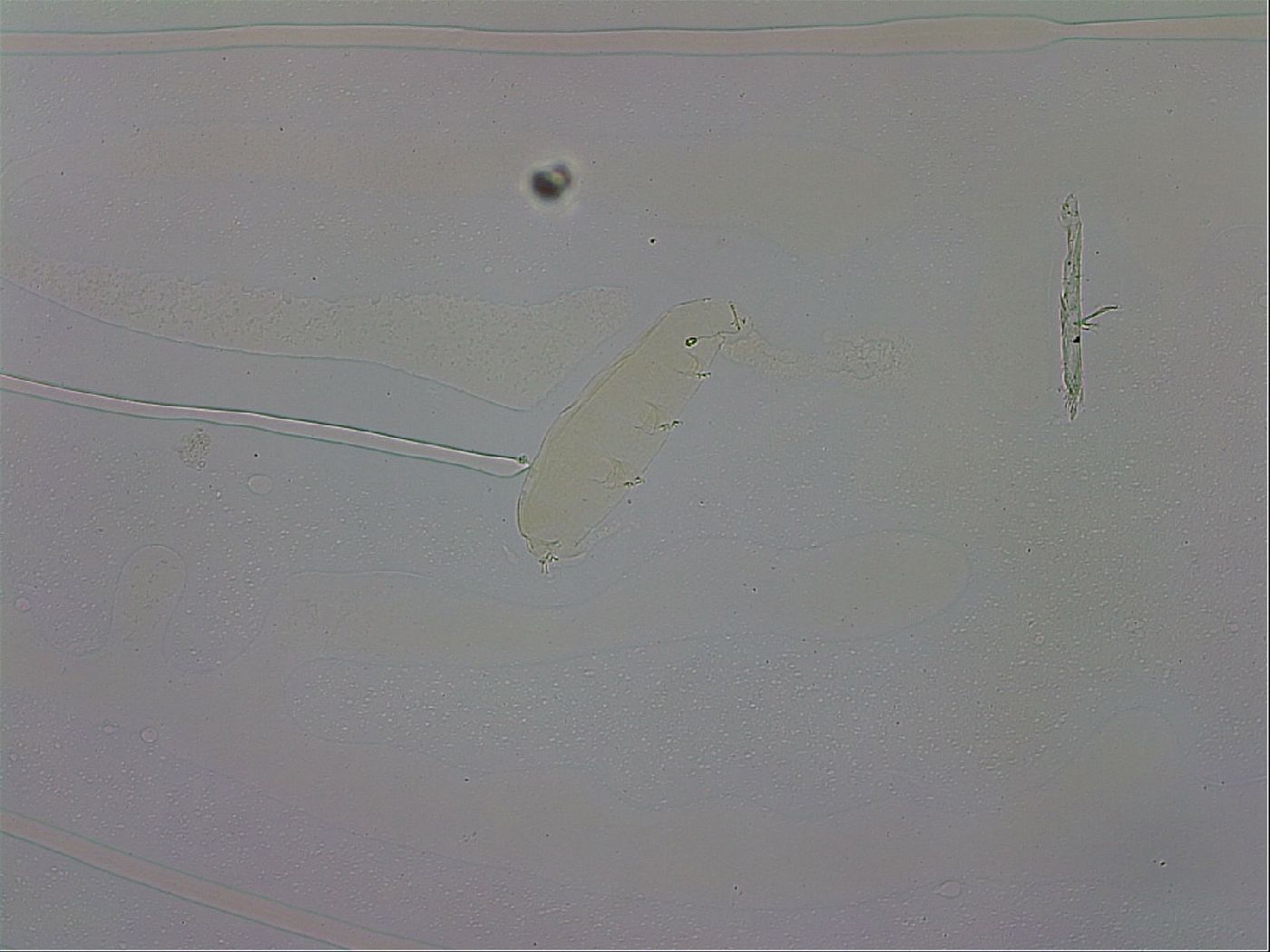Pilatobius oculatus alpinus image