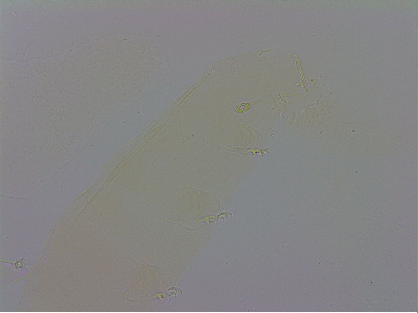 Pilatobius oculatus alpinus image