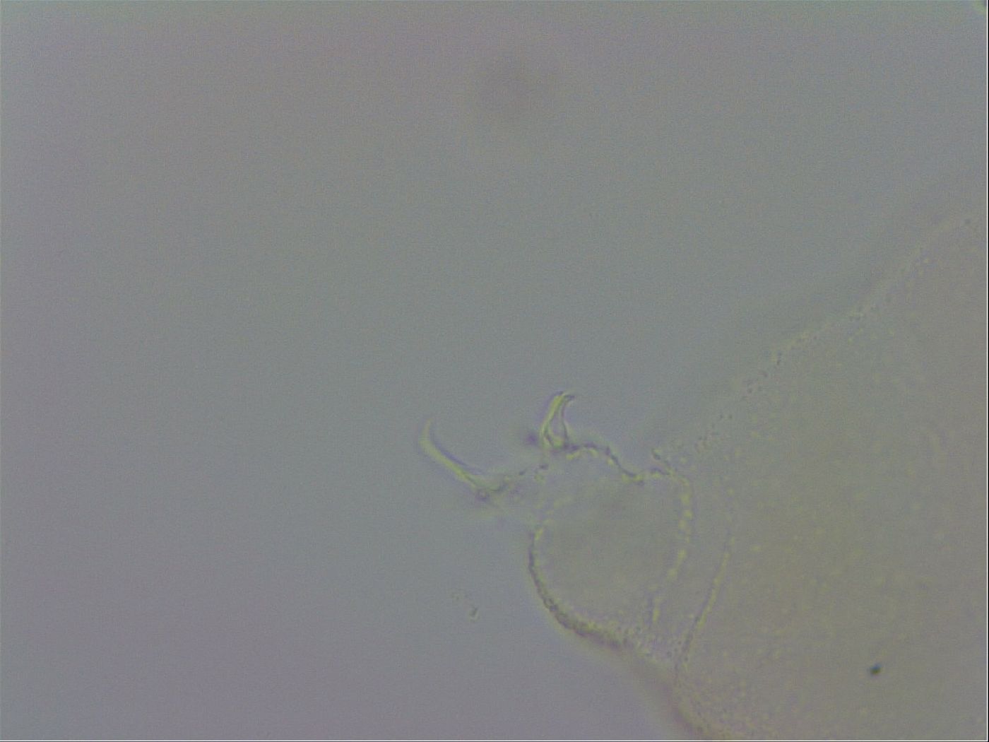 Pilatobiinae image