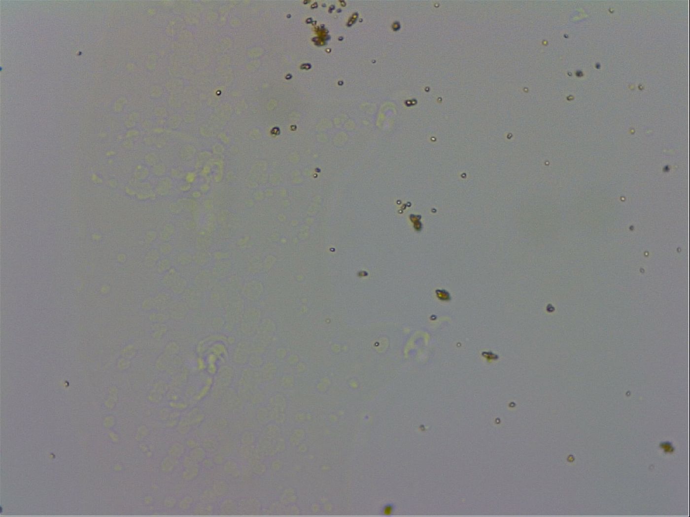 Adropion prorsirostre image