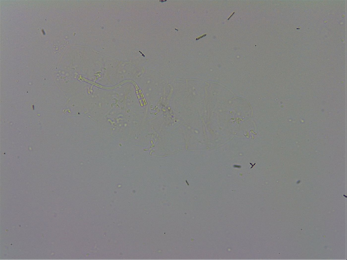 Adropion prorsirostre image