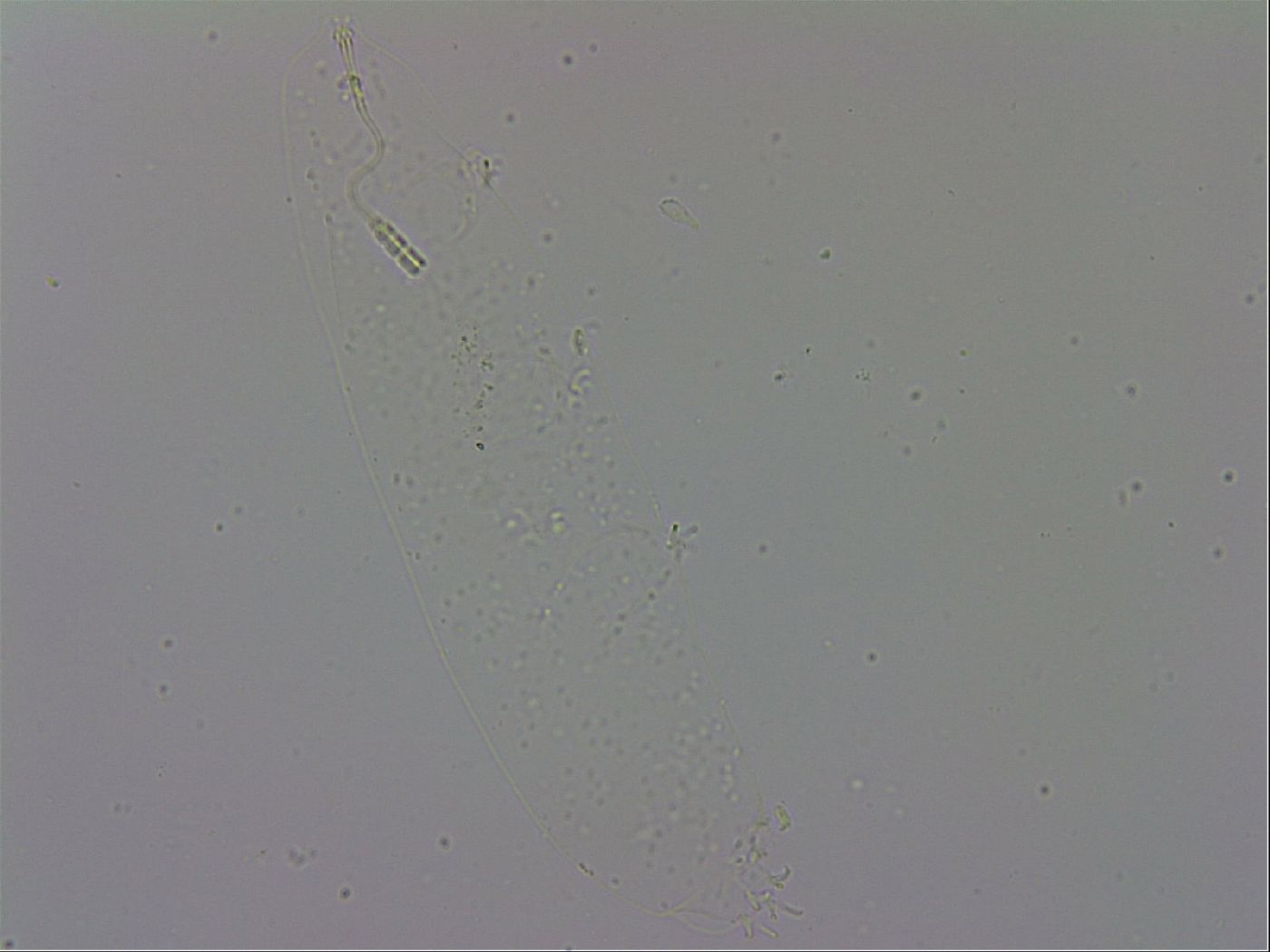 Adropion prorsirostre image