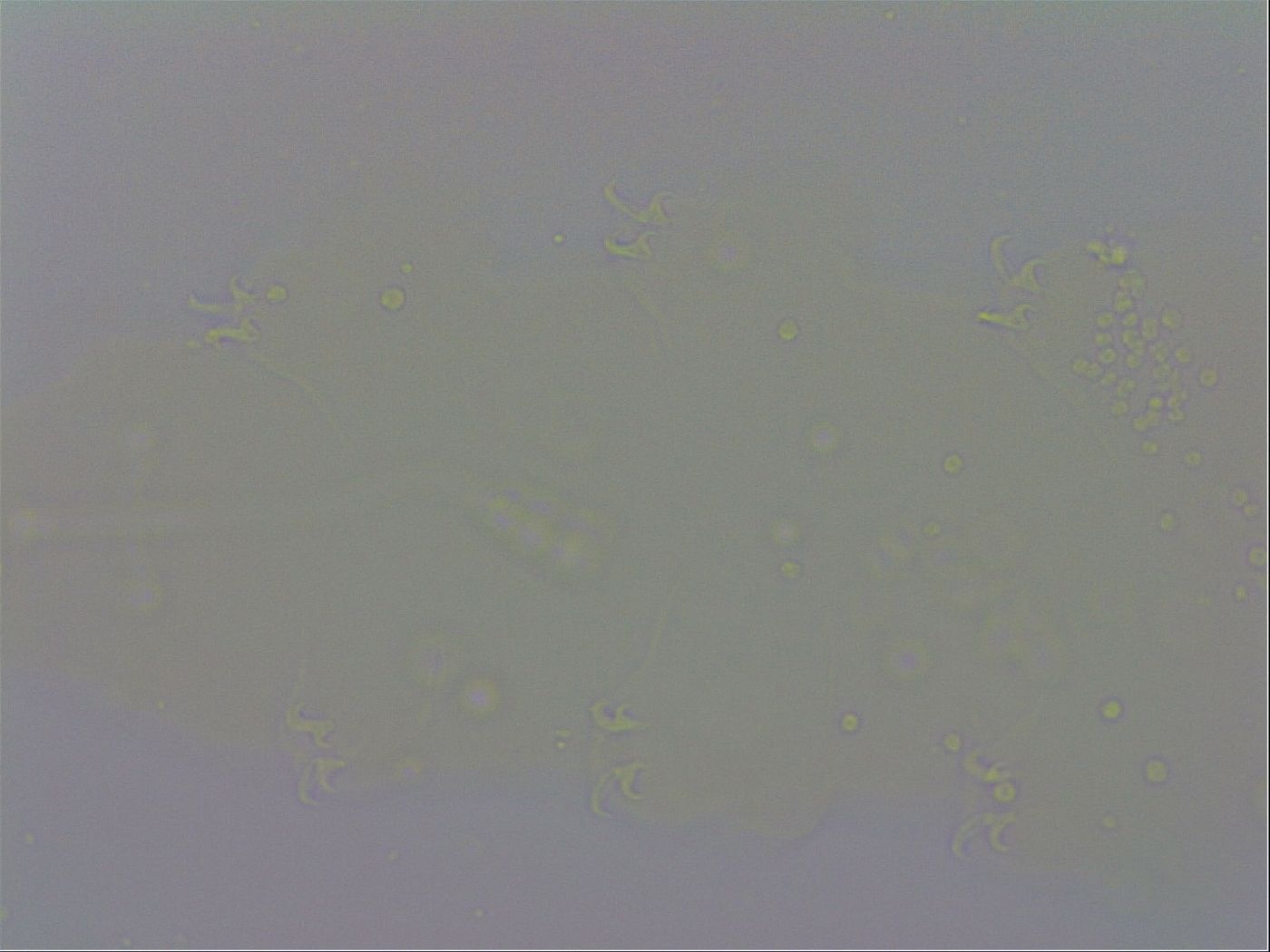 Adropion prorsirostre image