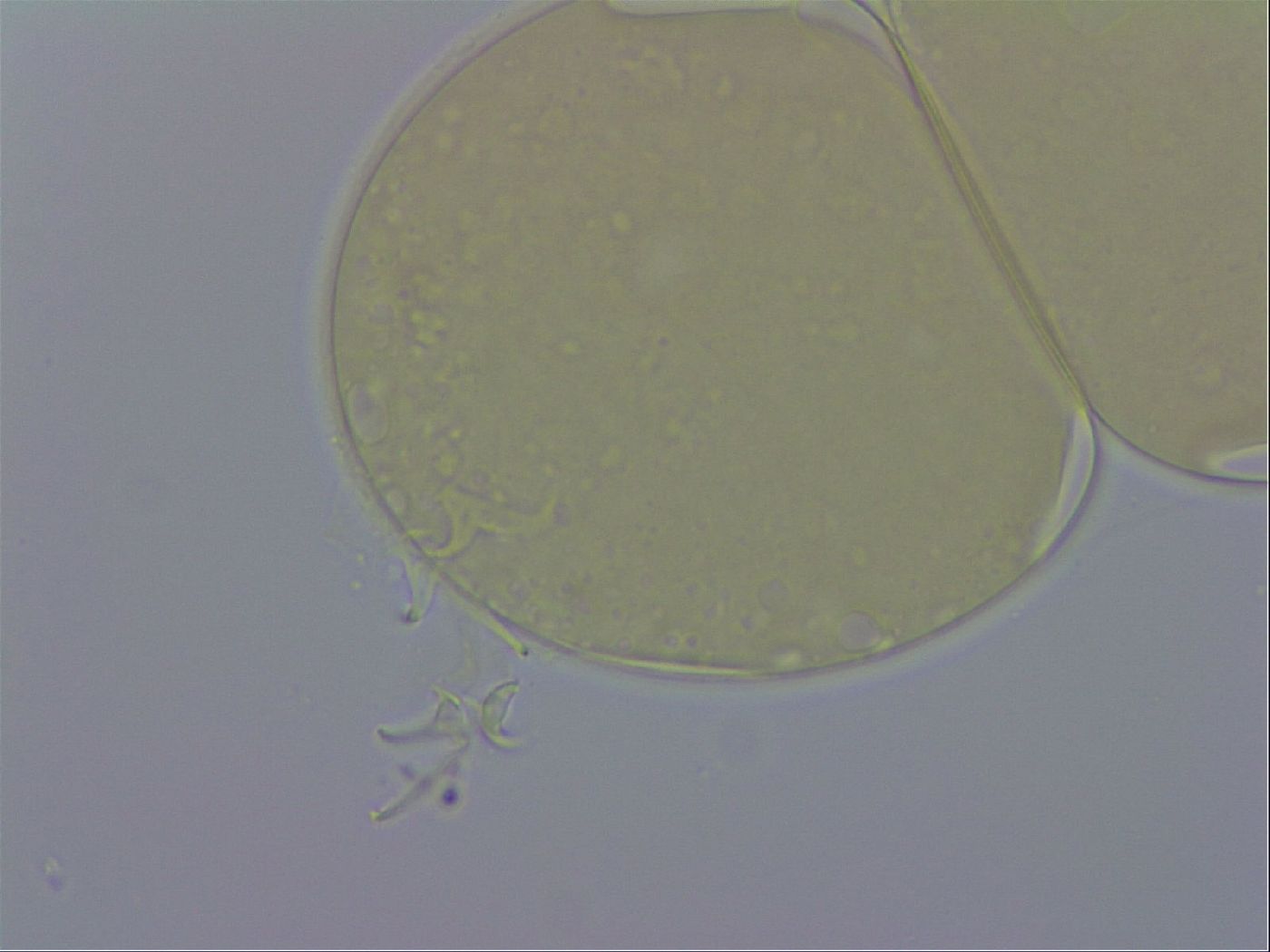 Adropion prorsirostre image