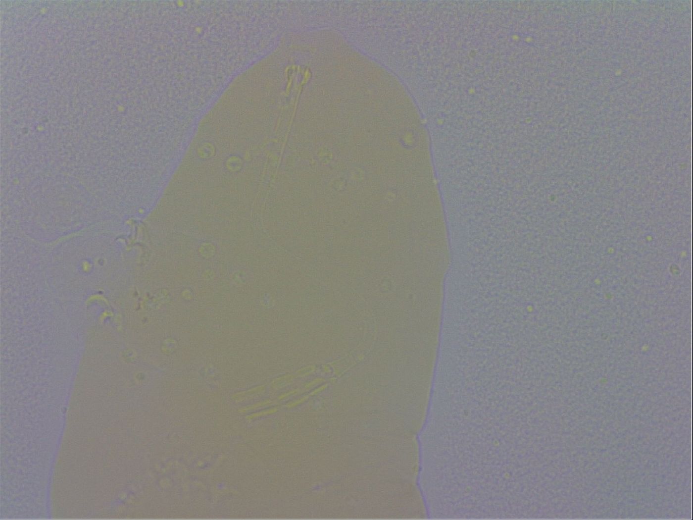 Adropion prorsirostre image
