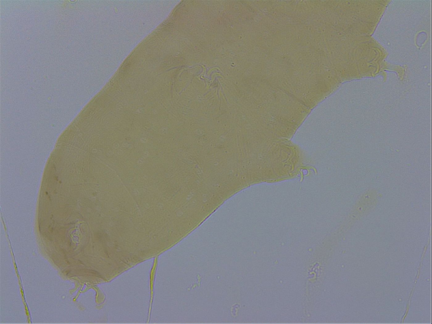 Adropion scoticum image