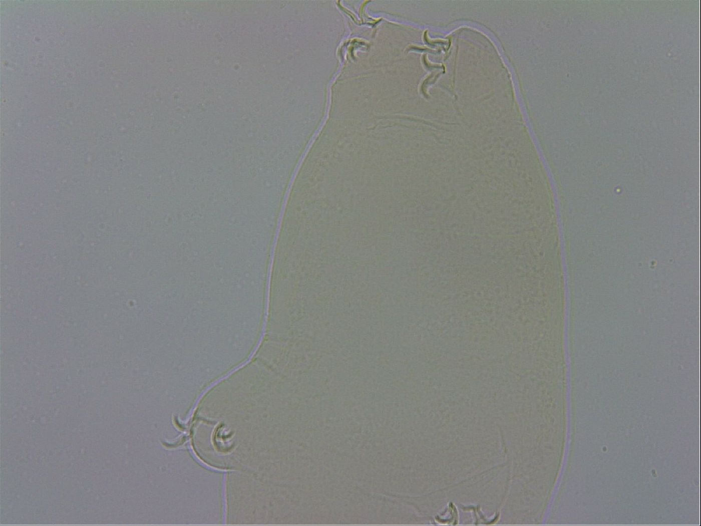 Adropion image