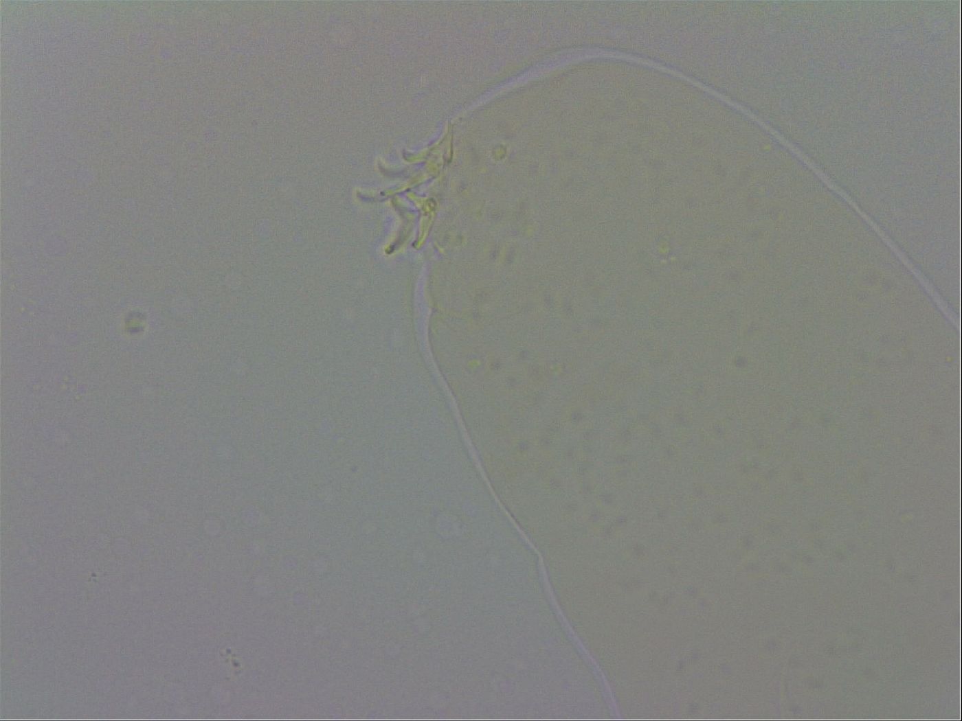 Adropion scoticum image
