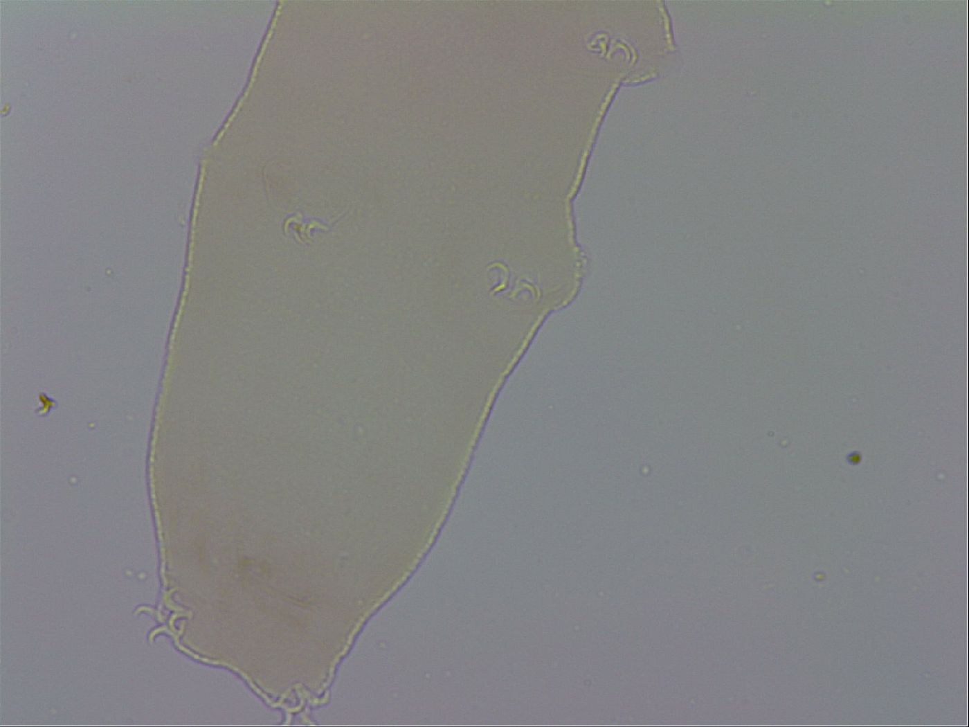 Mesocrista spitzbergensis image