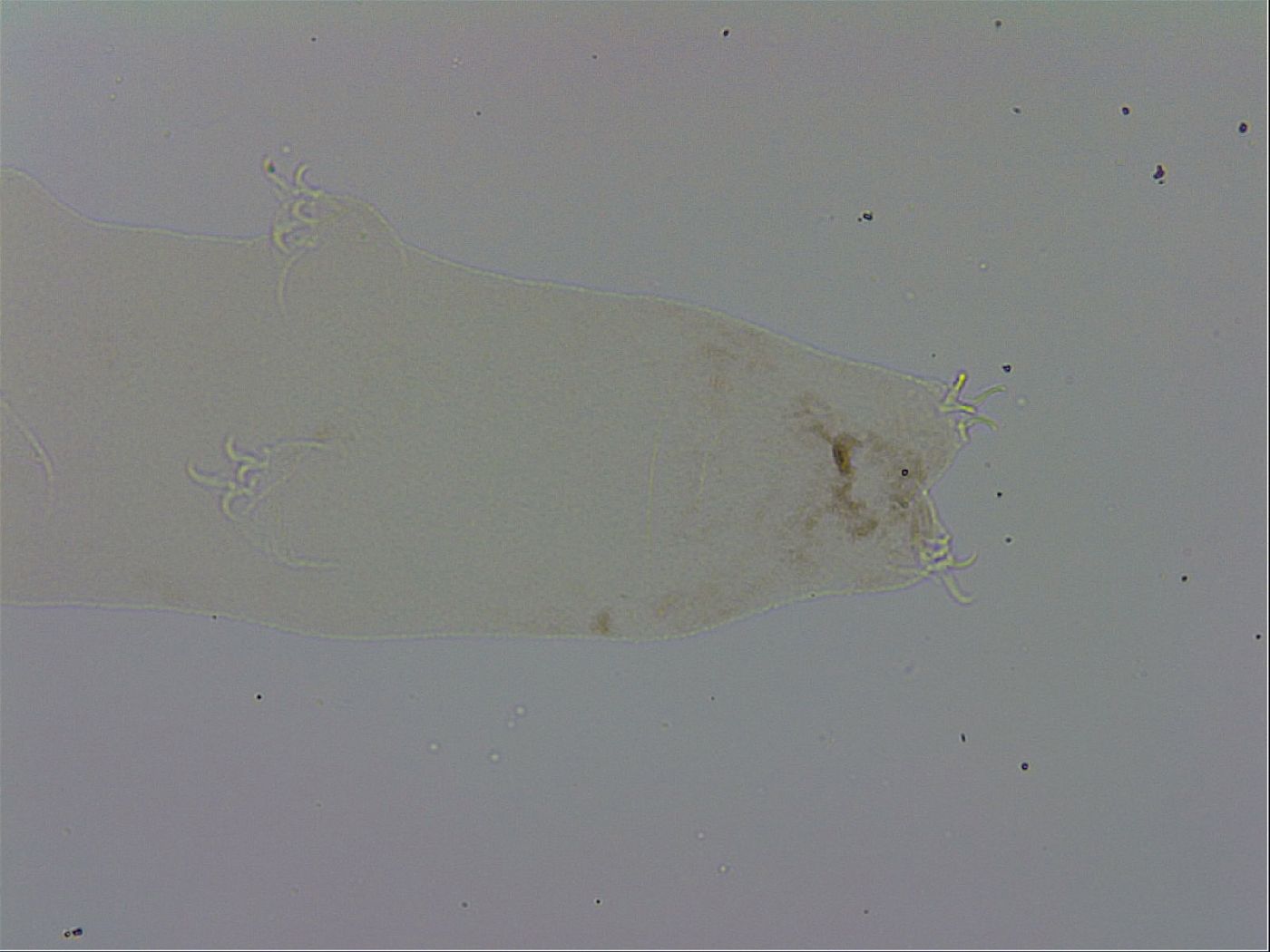 Mesocrista spitzbergensis image