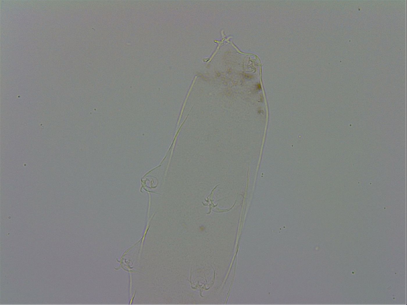 Mesocrista spitzbergensis image